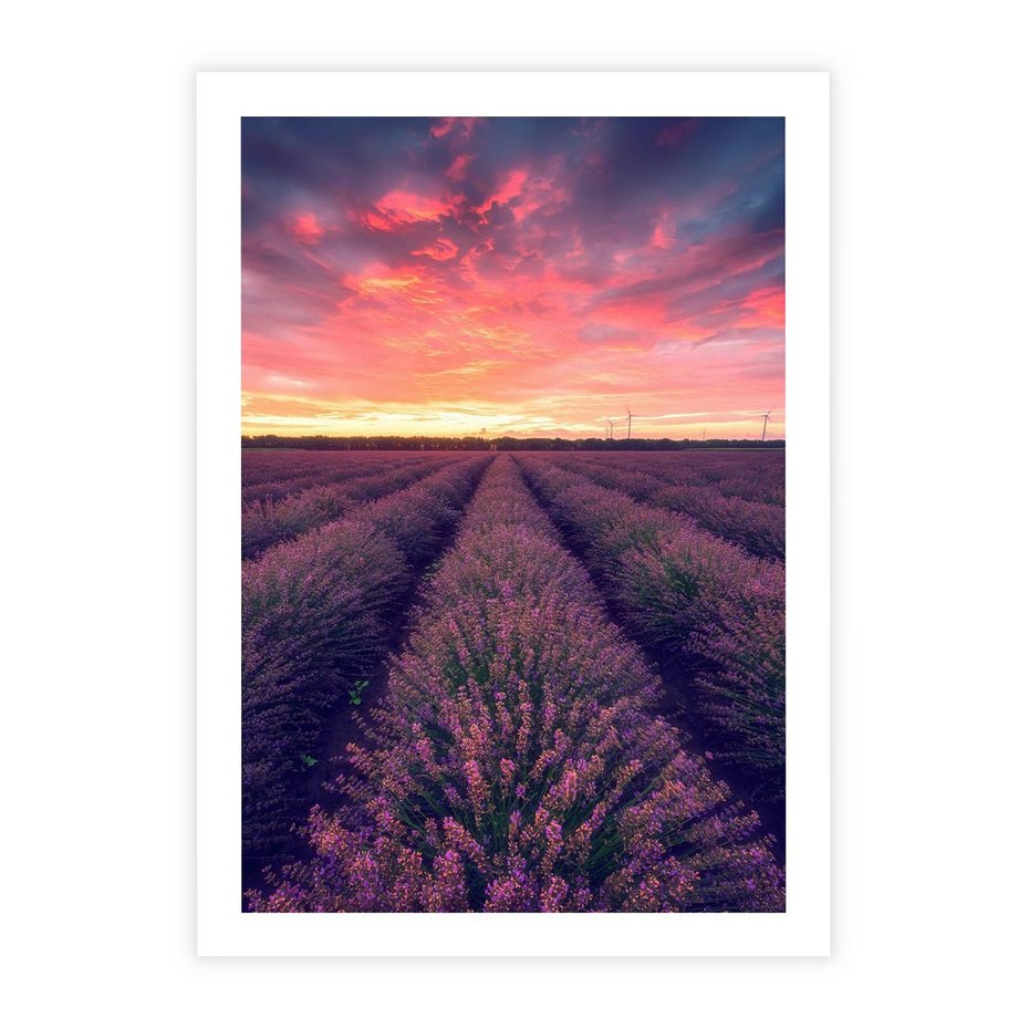 Plakat bez ramy 40x50 - Różowe Niebo nad Polami - pola lawendy, zachód słońca