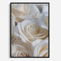 Obraz w ramie 70x100 - Białe róże piękności - białe, róże - rama czarna