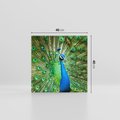 Obraz na płótnie 40x40 - Wspaniałość pawich piór - paw, pióra
