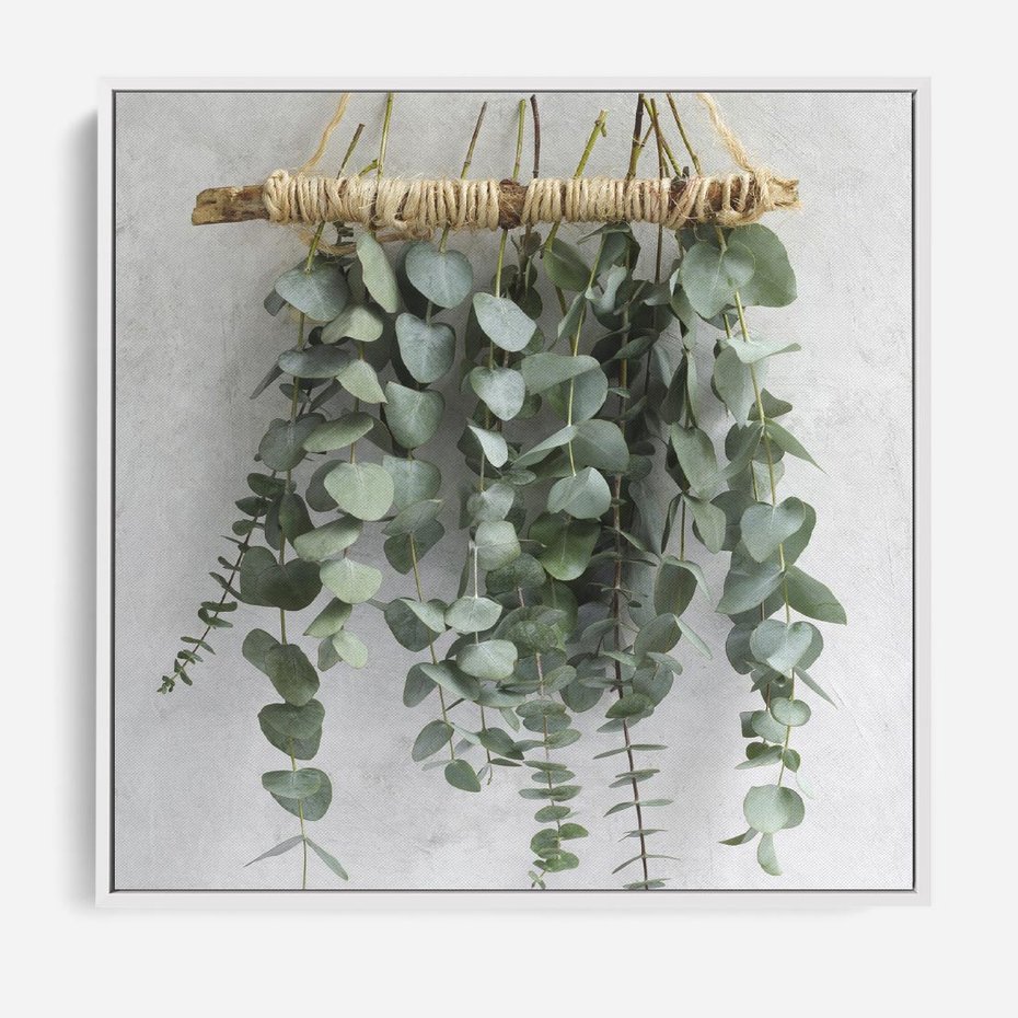 Obraz w ramie 80x80 - Uwodzicielska zieleń eukaliptusa - eukaliptus, zielone - rama biała