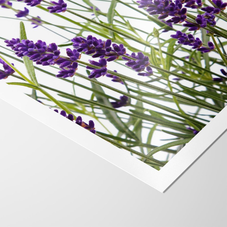 Plakat bez ramy 21x30 - Fioletowa harmonia lawendy - lawenda, fiolet