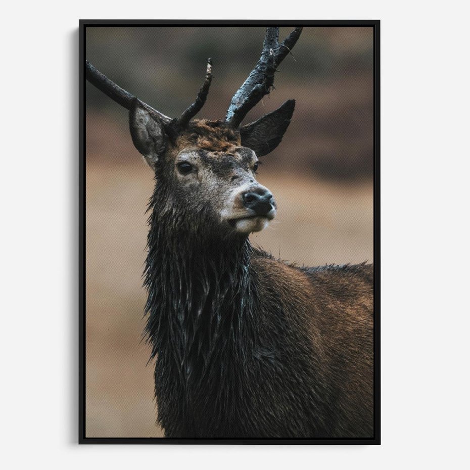 Obraz w ramie 50x70 - Spokojny jeleń - jeleń, las - rama czarna