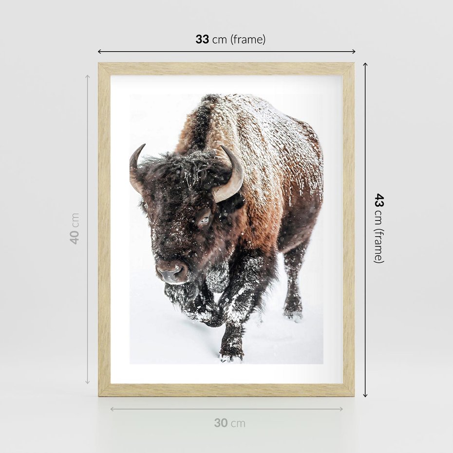 Plakat w ramie 30x40 - Zimowy Władca Puszczy - żubr, bizon - rama drewno