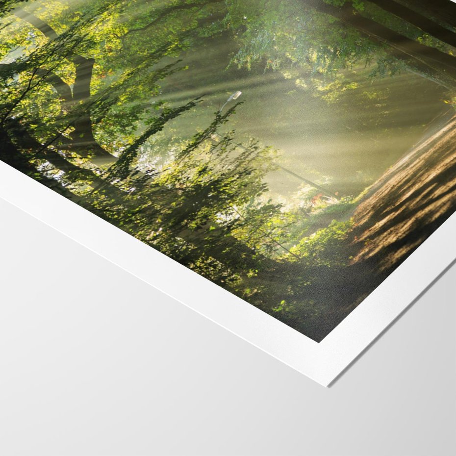 Plakat bez ramy 50x70 - harmonia natury - las, drzewa