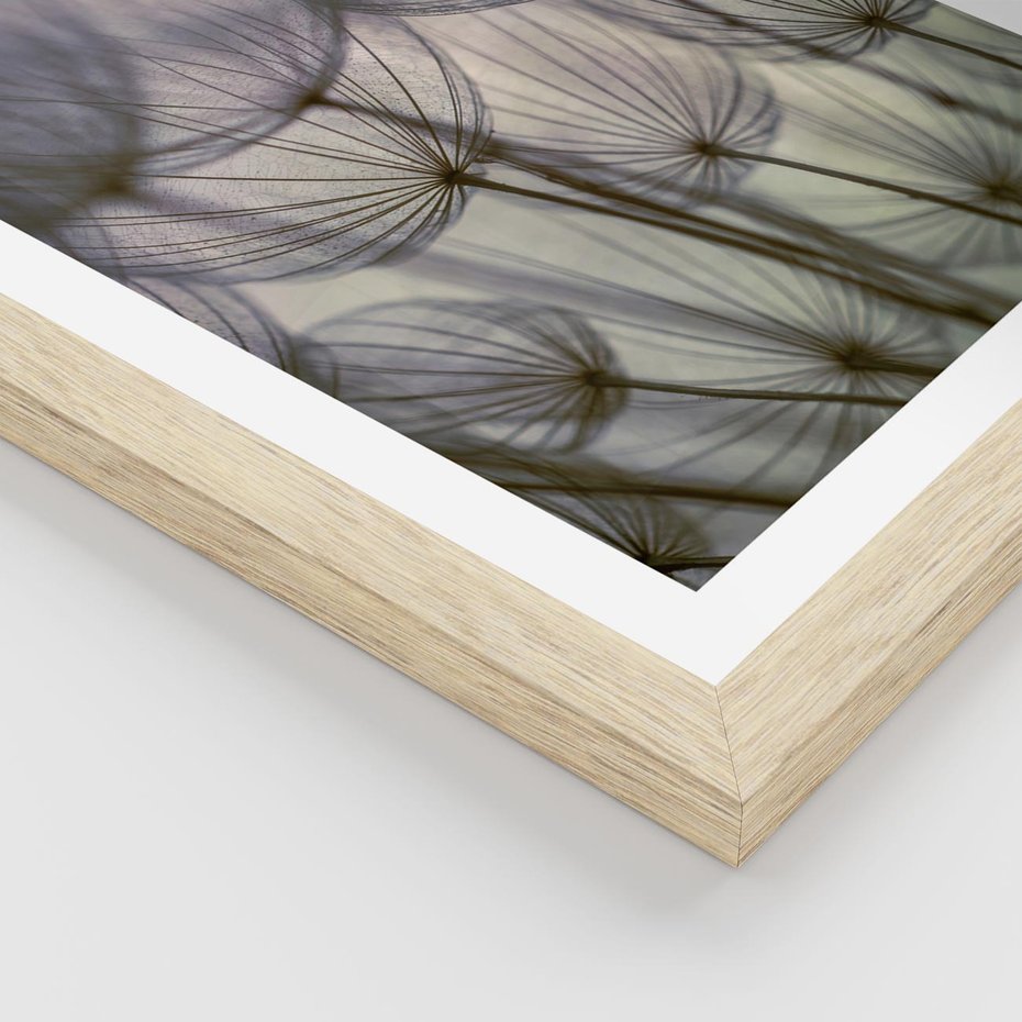 Plakat w ramie 40x50 - Makro dmuchawiec - piękno drobnych detali - dmuchawce, makro - rama drewno