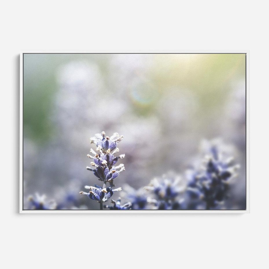 Obraz w ramie 70x50 - Delikatna Uroda Natury - wrzosy, fiolet - rama biała