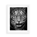 Plakat w ramie 40x50 - Tygrys Czarno-Biały: Siła i Delikatność - tygrys, czarno - rama biała