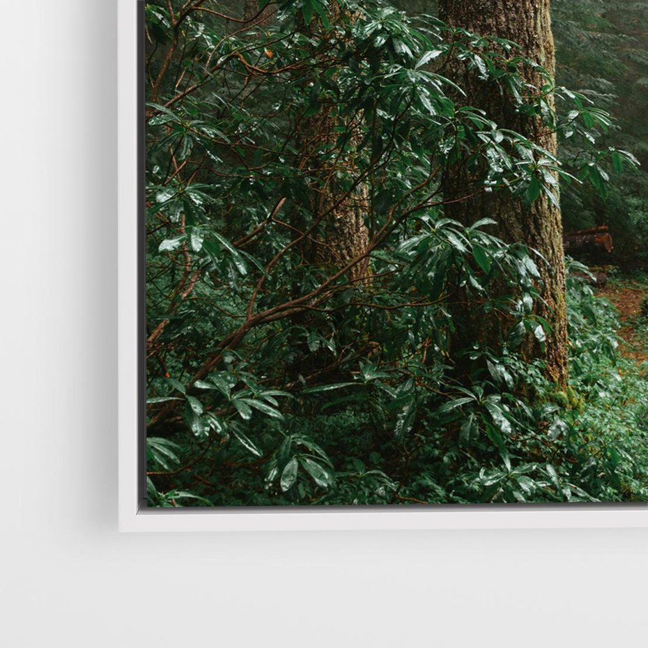 Obraz w ramie 50x50 - Mgliste Marzenia - artystyczna fotografia, las - rama biała