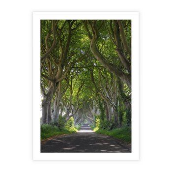 Plakat bez ramy 40x50 - Magiczny Las - drzewa, las