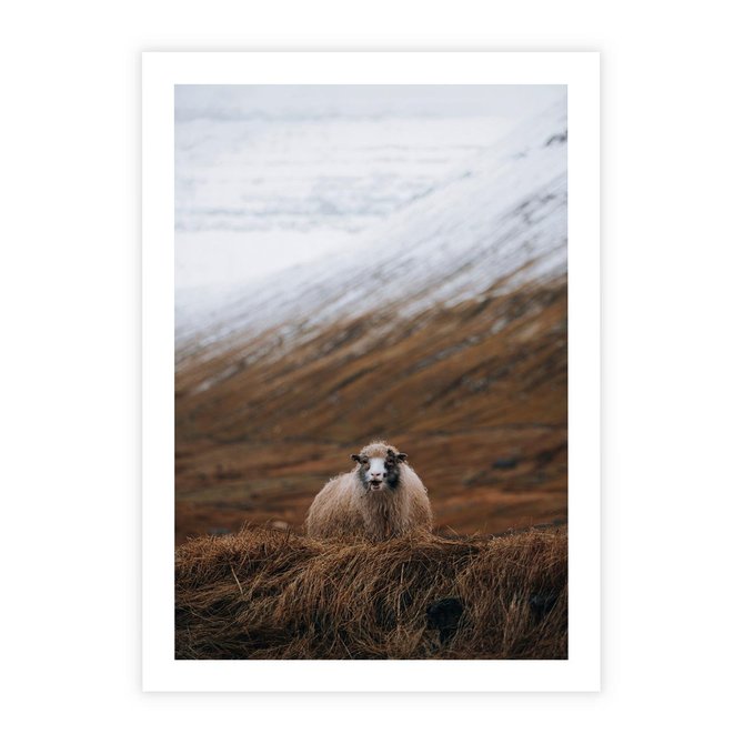 Plakat bez ramy 21x30 - Owiecka panorama - góry, owca