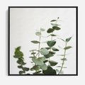 Obraz w ramie 50x50 - Żywa eukaliptusowa zieleń - eukaliptus, zielone - rama czarna