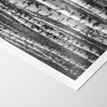 Plakat bez ramy 30x40 - Kontrast Monochromatyczny - brzozy, czarno