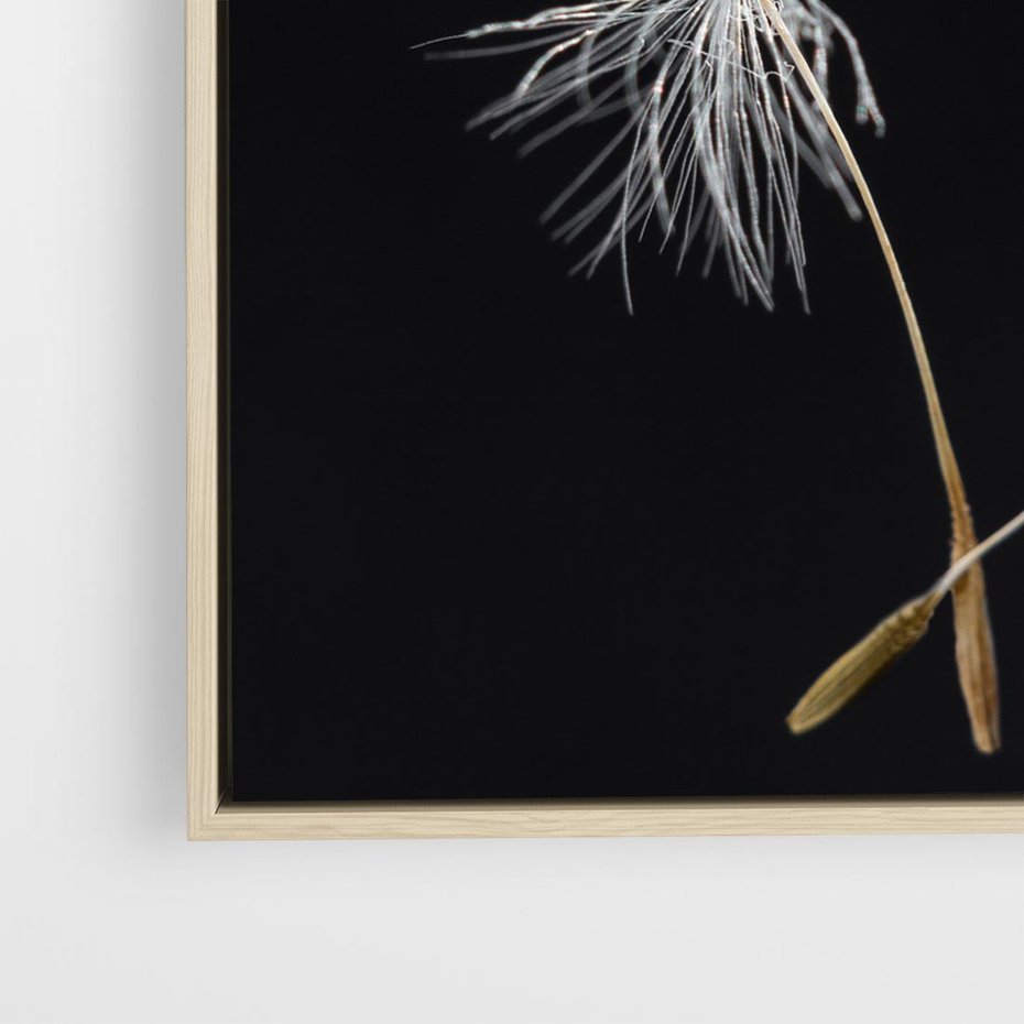 Obraz w ramie 50x50 - Delikatność Wiatru - dmuchawce, makro - rama drewno