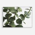 Obraz w ramie 70x50 - Zielone eukaliptusy - eukaliptus, liście - rama biała