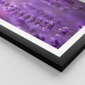 Plakat w ramie 40x50 - Fioletowa harmonia lawendy - lawenda, fiolet - rama czarna