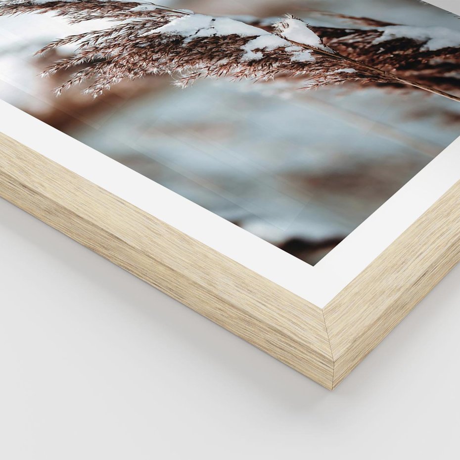 Plakat w ramie 30x40 - Zima na Suchych Trawach - suche trawy, śnieg wysokich na trawach - rama drewno