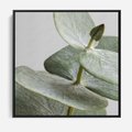 Obraz w ramie 50x50 - Eukaliptusowa zieleń - eukaliptus, zielone - rama czarna