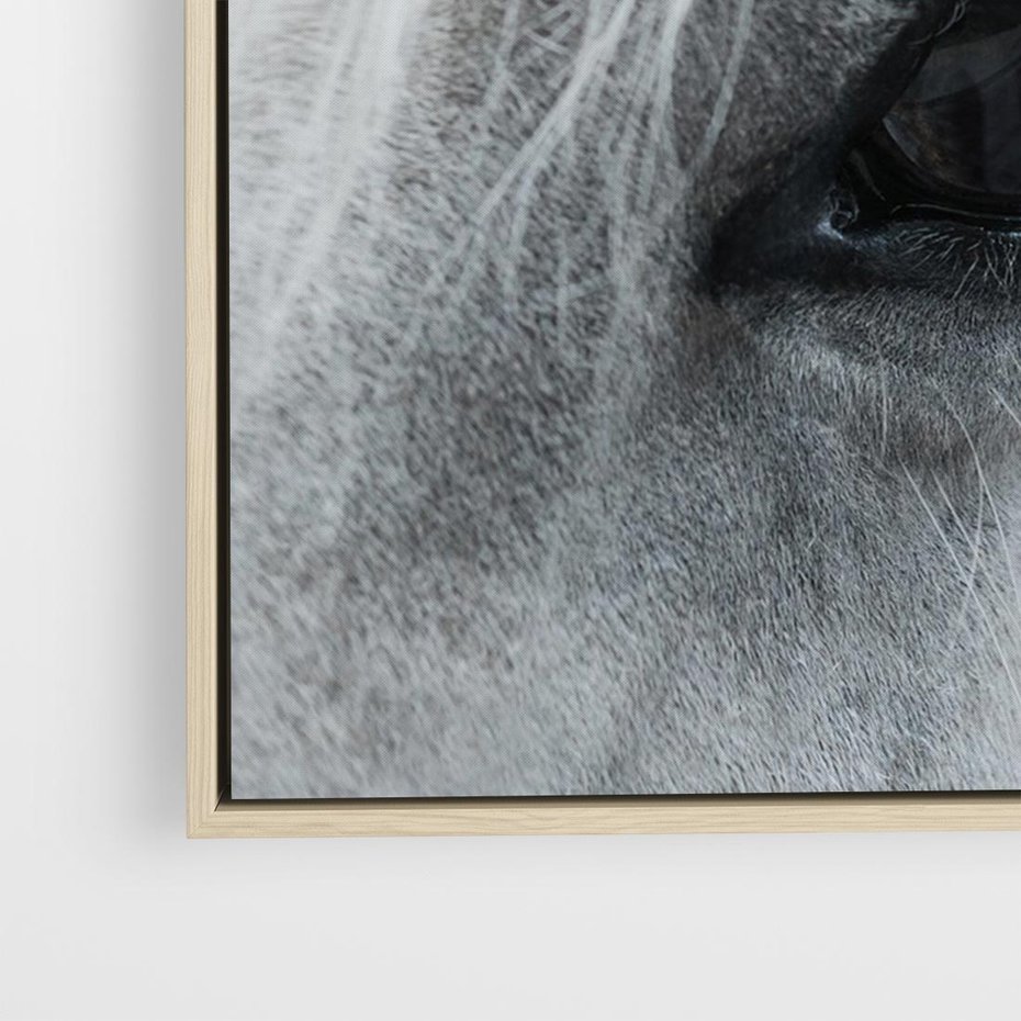 Obraz w ramie 70x50 - Oko Mocy - czarno białe zdjęcie, zbliżenie makro na oko konia - rama drewno