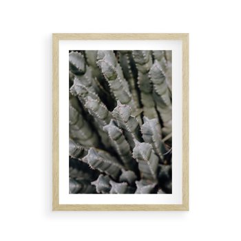 Plakat w ramie 50x70 - Oaza Natury - sukulenty, kaktusy - rama drewno