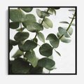 Obraz w ramie 50x50 - Zielone eukaliptusy - eukaliptus, liście - rama czarna