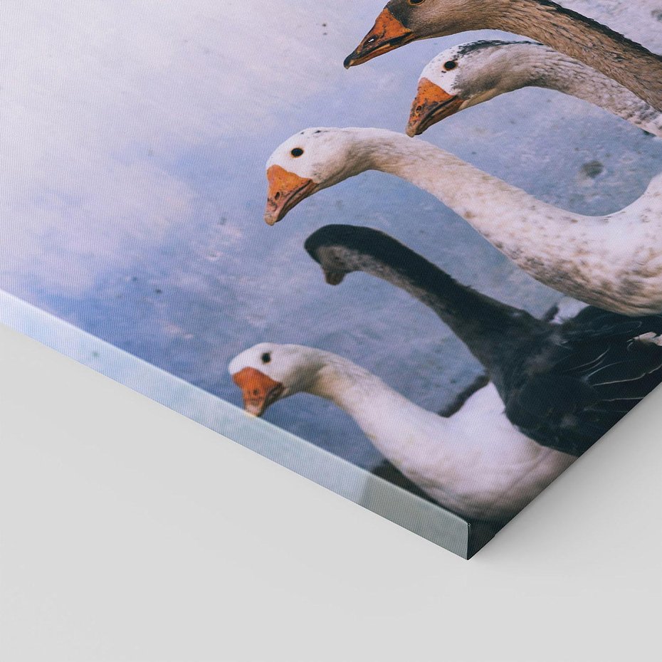 Obraz na płótnie 120x80 - Spotkanie Wśród Piór - uchwycony moment, fotografia