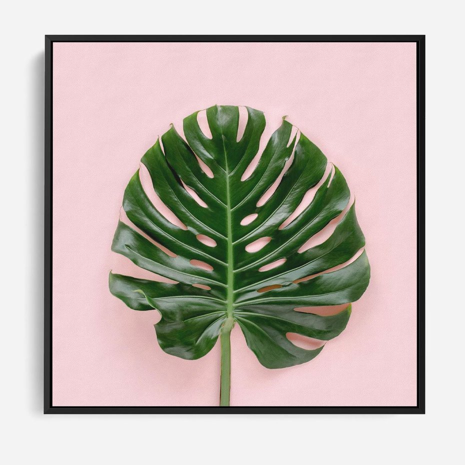 Obraz w ramie 50x50 - Egzotyczna Roślinność - liście, monstera - rama czarna