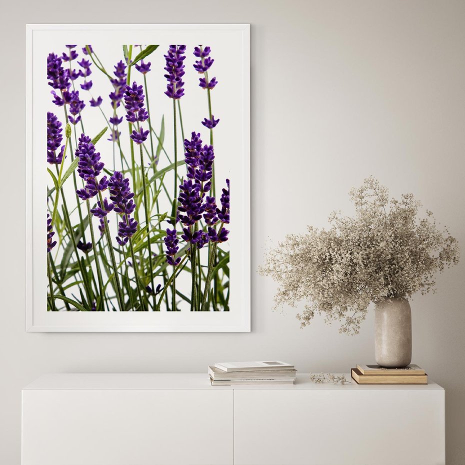 Plakat bez ramy 21x30 - Fioletowa harmonia lawendy - lawenda, fiolet