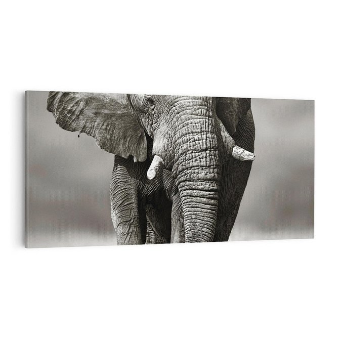 Obraz na płótnie 100x50 - Majestatyczny słoń Afryki - słoń, Afryka