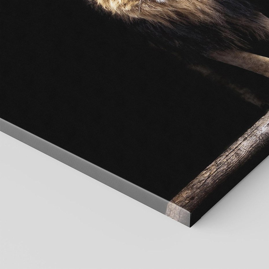 Obraz na płótnie 80x80 - Lew: dzikie piękno natury - lew, dzikie