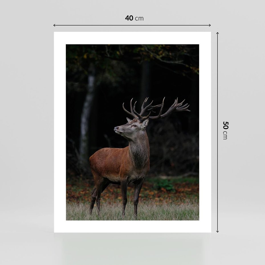 Plakat bez ramy 40x50 - Spotkanie z naturą - jeleń, las