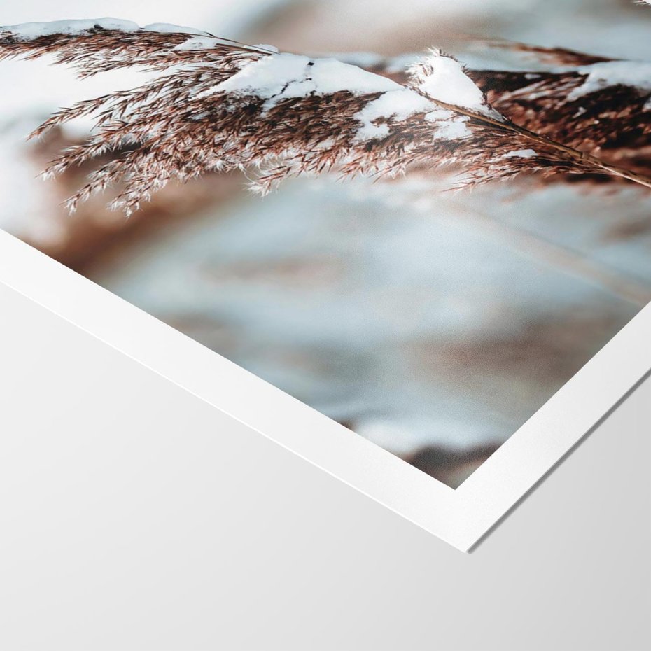 Plakat bez ramy 21x30 - Zima na Suchych Trawach - suche trawy, śnieg wysokich na trawach