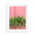 Plakat w ramie 50x70 - Fotografia Rośliny z Różowym Tłem - fotografia, zielona roślina na tle różwj ściany - rama biała