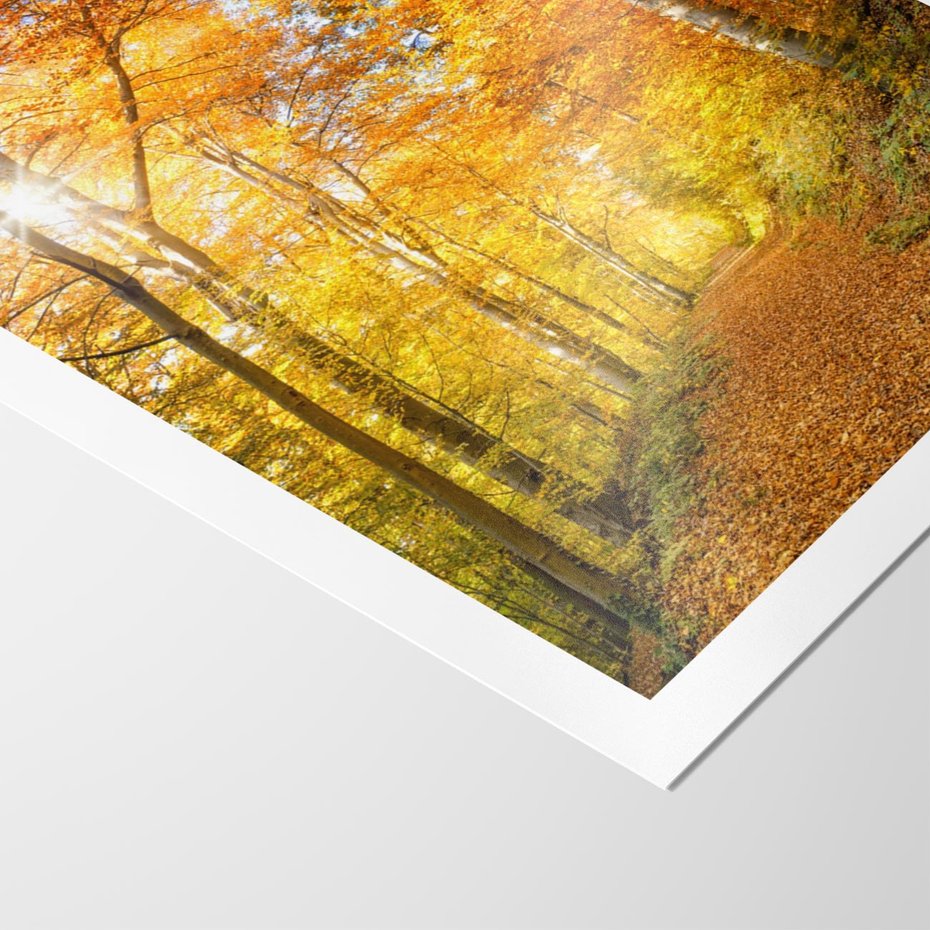 Plakat bez ramy 30x40 - Złote barwy jesiennego lasu - las, jesień