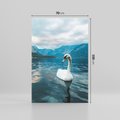 Obraz na płótnie 70x100 - Łabędzi Śpiew - fotografia, plakat