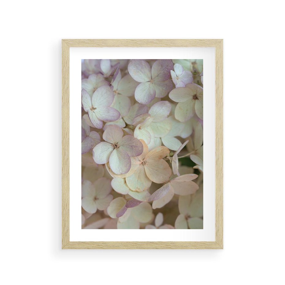 Plakat w ramie 30x40 - Kwiatowy taniec - kwiaty, hortensje - rama drewno