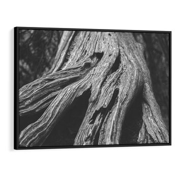 Obraz w ramie 100x70 - Siła Natury - czarno biała fotografia, korzenie wielkiego drzewa - rama czarna