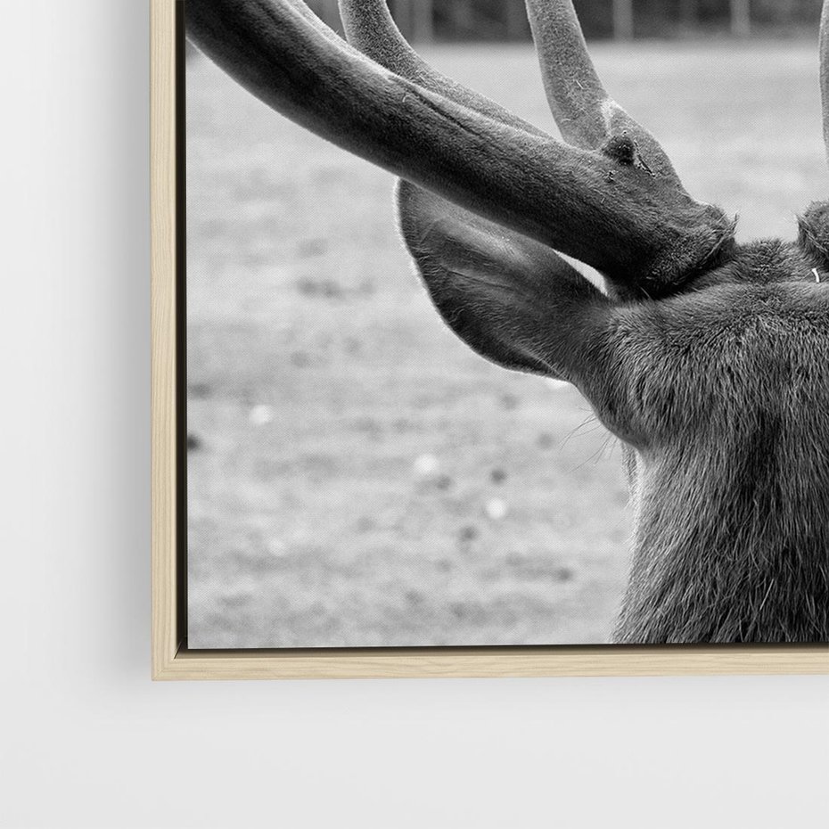 Obraz w ramie 50x50 - Przygubione motyle marzeń - fotografia czarno biała, młody jeleń w zagrodzie - rama drewno