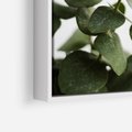 Obraz w ramie 50x50 - Zielone eukaliptusy - eukaliptus, liście - rama biała