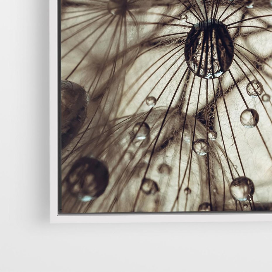 Obraz w ramie 50x50 - Lekkie dmuchawce - dmuchawce, krople - rama biała