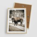 Plakat w ramie 50x70 - Spotkanie z Żubrem na Leśnej Drodze - żubr, las - rama drewno