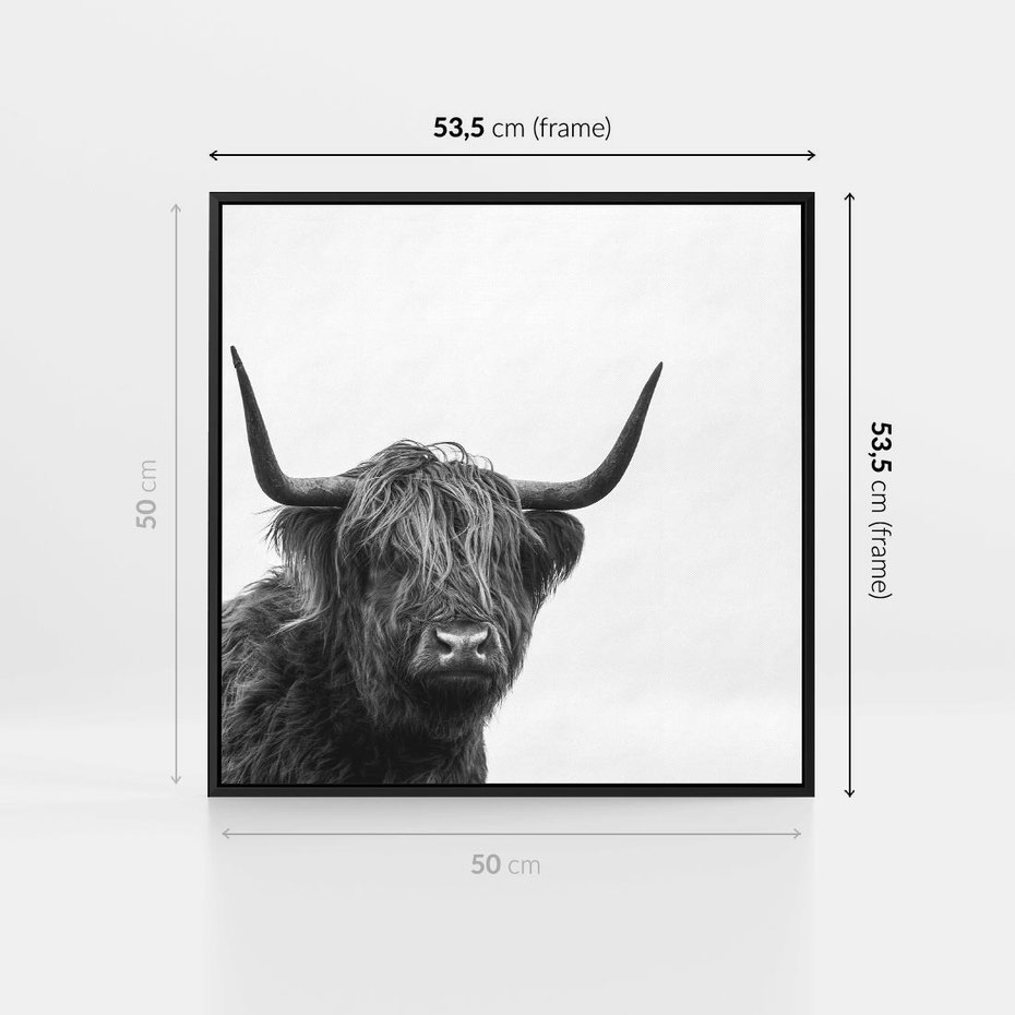 Obraz w ramie 50x50 - Moc i Spokój - amerykańskie bydło, byk - rama czarna
