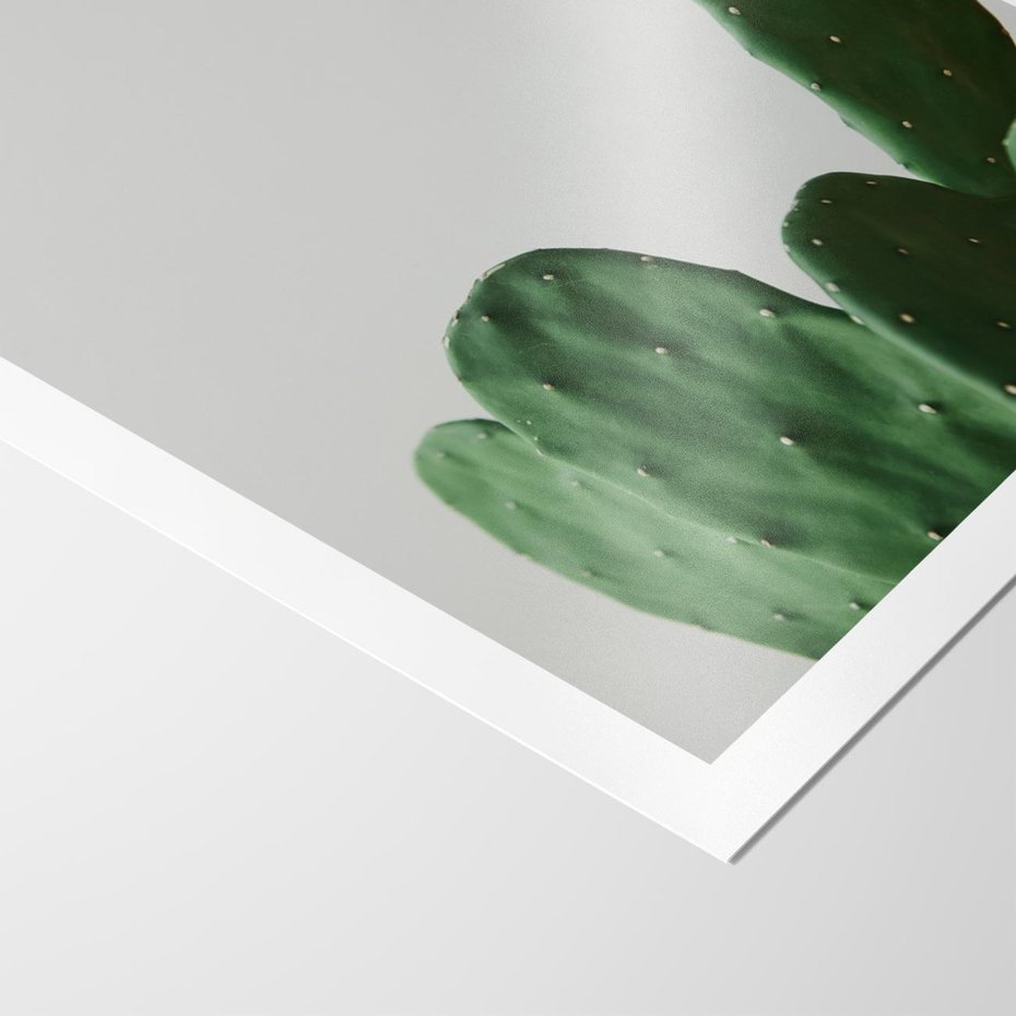 Plakat bez ramy 40x50 - Majestatyczne Wysokości - kaktusy, liście