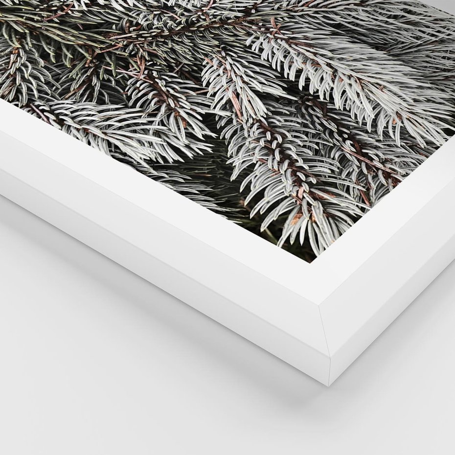 Plakat w ramie 50x70 - Cisza Zimowej Natury - zima, iglaste gałązki - rama biała