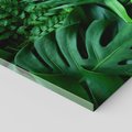 Obraz na płótnie 140x70 - Monstera Liście Fantazja - monstera, liście