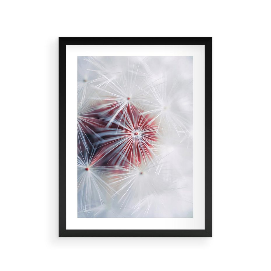 Plakat w ramie 30x40 - Minimalistyczna Delikatność - zbliżenie, dmuchawce - rama czarna