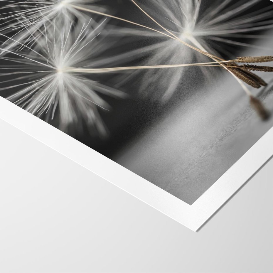 Plakat bez ramy 50x70 - Delikatność dmuchawców zbliżenie - dmuchawce, zbliżenie