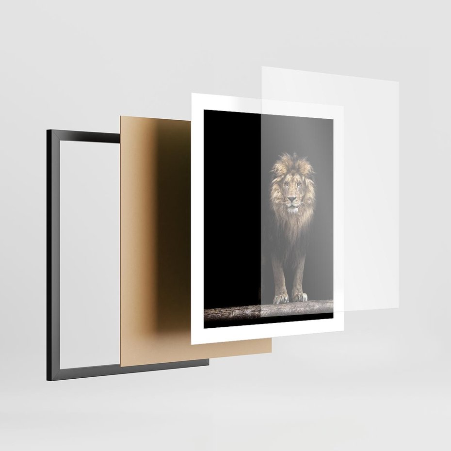 Plakat w ramie 40x50 - Lew: dzikie piękno natury - lew, dzikie - rama czarna