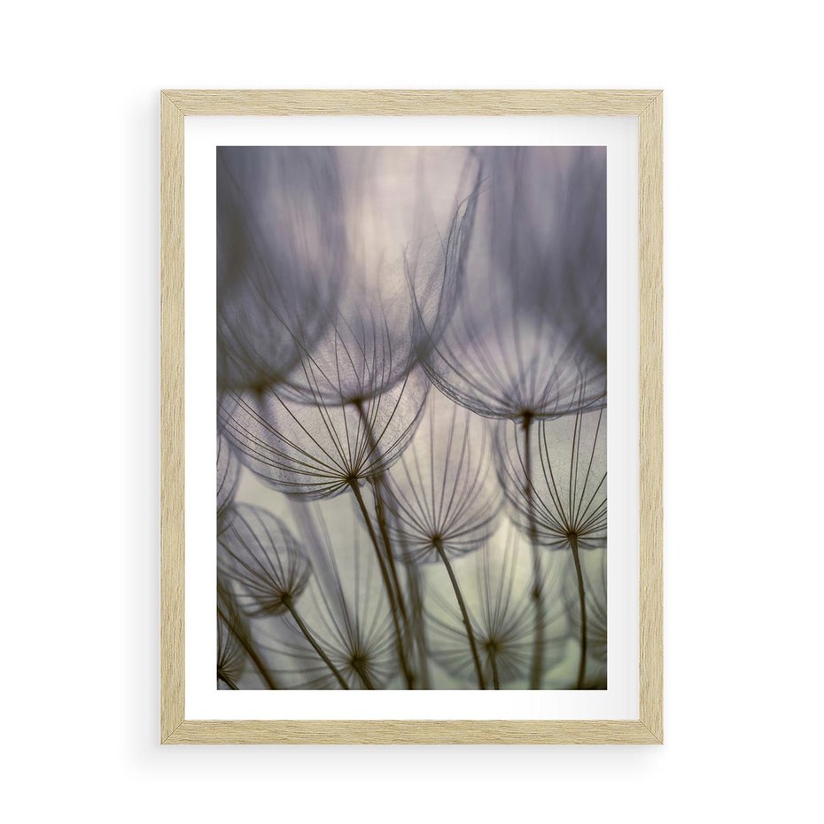 Plakat w ramie 50x70 - Makro dmuchawiec - piękno drobnych detali - dmuchawce, makro - rama drewno