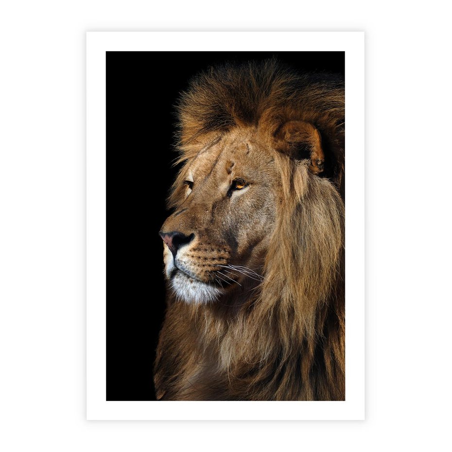 Plakat bez ramy 30x40 - Władca Dzikiej Przyrody - lew, król