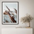 Plakat bez ramy 30x40 - Zima na Suchych Trawach - suche trawy, śnieg wysokich na trawach